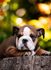 English Bulldog