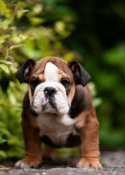 English Bulldog