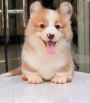 Pembroke Welsh Corgi