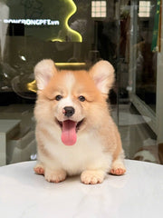 Pembroke Welsh Corgi