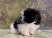 Pomeranian
