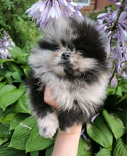 Pomeranian