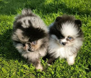 Pomeranian