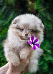 Pomeranian