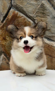 Pembroke Welsh Corgi
