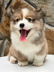 Pembroke Welsh Corgi