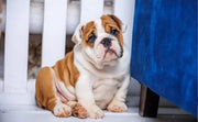 English Bulldog