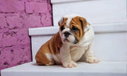 English Bulldog