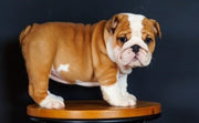 English Bulldog