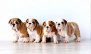 English Bulldog