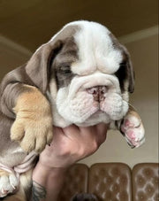 English Bulldog