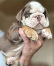 English Bulldog