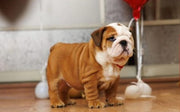 English Bulldog