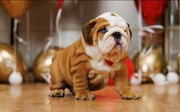 English Bulldog