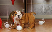 English Bulldog