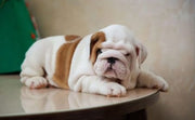 English Bulldog