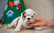 English Bulldog