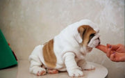 English Bulldog