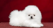 Pomeranian