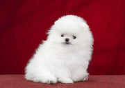 Pomeranian