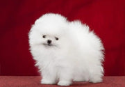 Pomeranian