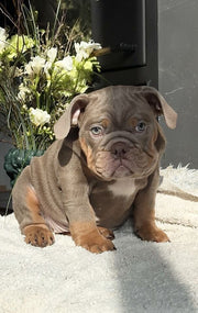 English Bulldog