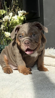 English Bulldog