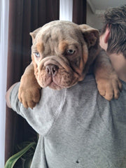 English Bulldog