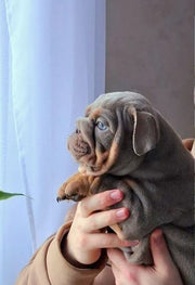 English Bulldog