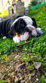 English Bulldog