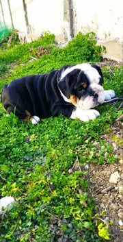 English Bulldog