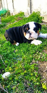 English Bulldog