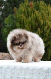 Pomeranian