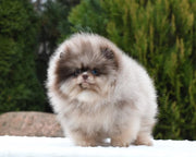 Pomeranian