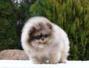 Pomeranian