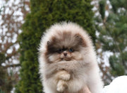 Pomeranian