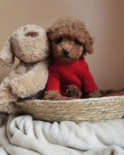Poodle (Toy / Miniature / Standard)
