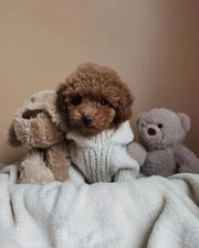 Poodle (Toy / Miniature / Standard)