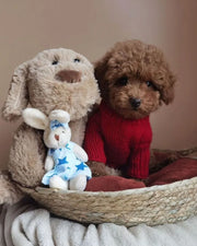 Poodle (Toy / Miniature / Standard)