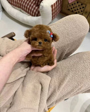 Poodle (Toy / Miniature / Standard)