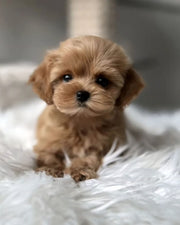 Poodle (Toy / Miniature / Standard)