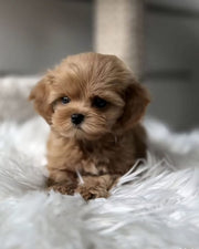 Poodle (Toy / Miniature / Standard)