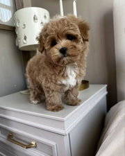 Poodle (Toy / Miniature / Standard)