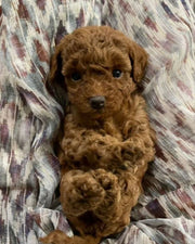 Poodle (Toy / Miniature / Standard)