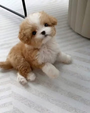Poodle (Toy / Miniature / Standard)