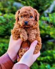 Poodle (Toy / Miniature / Standard)