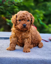 Poodle (Toy / Miniature / Standard)