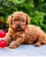 Poodle (Toy / Miniature / Standard)