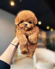 Poodle (Toy / Miniature / Standard)