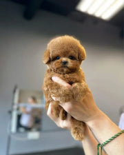 Poodle (Toy / Miniature / Standard)
